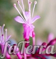 Фуксия метельчатая (Fuchsia paniculata)